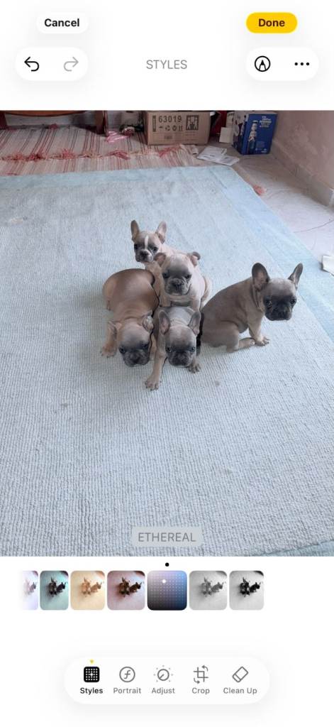Adorable French Bulldog Puppy looking for a loving Home