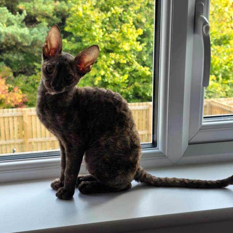 Kittens 13weeks old