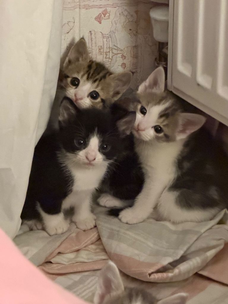 Cats 