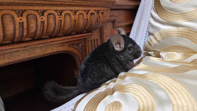 Ebony and Dark Ebony male chinchillas are Ready for the New Beloved Home