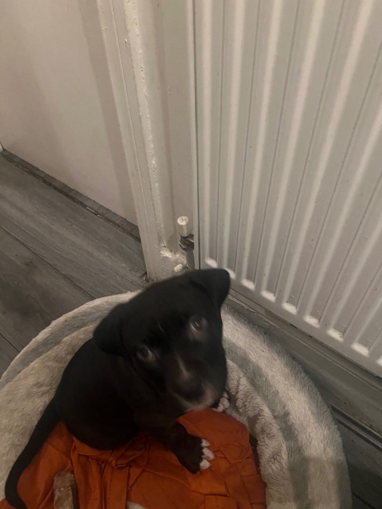 Female Puppy for sale 300