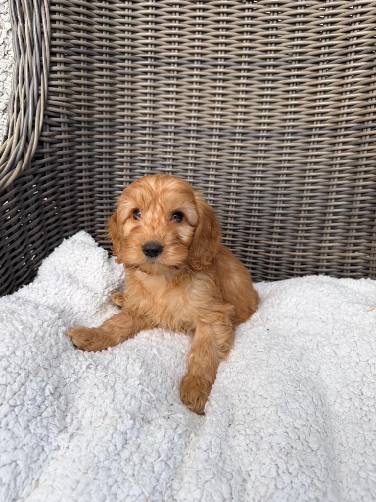 Golden F1B Cockapoo puppies 