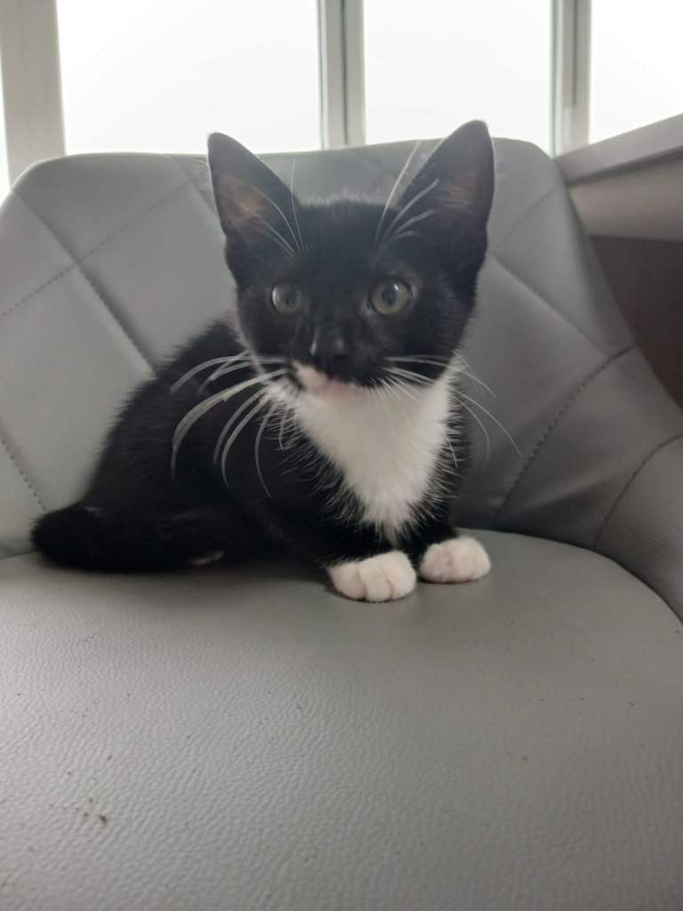 Male Kitten Ready Now