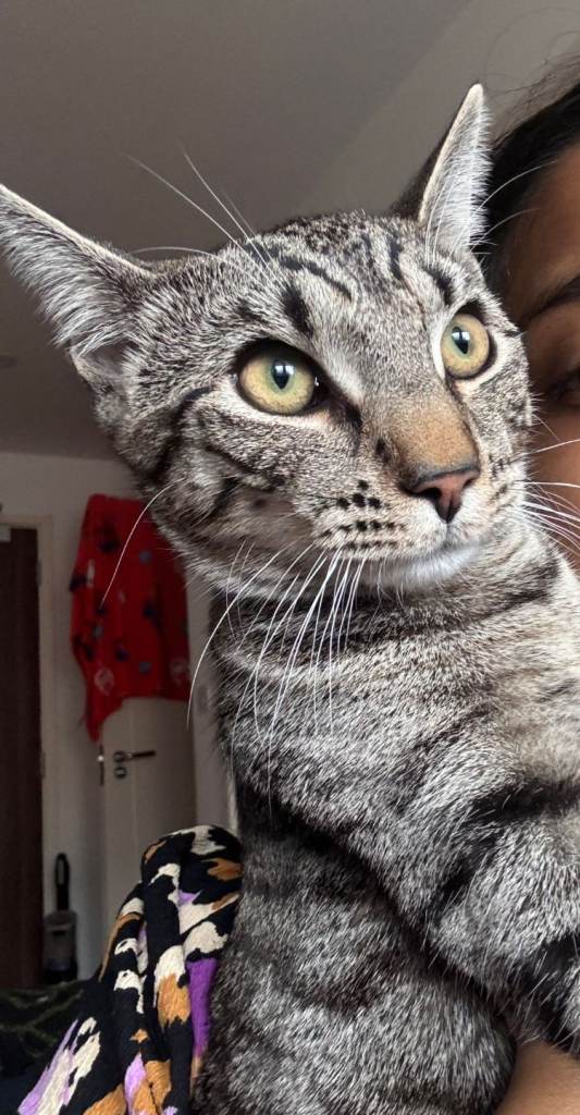 Could you be shadow new best friend? 🐾