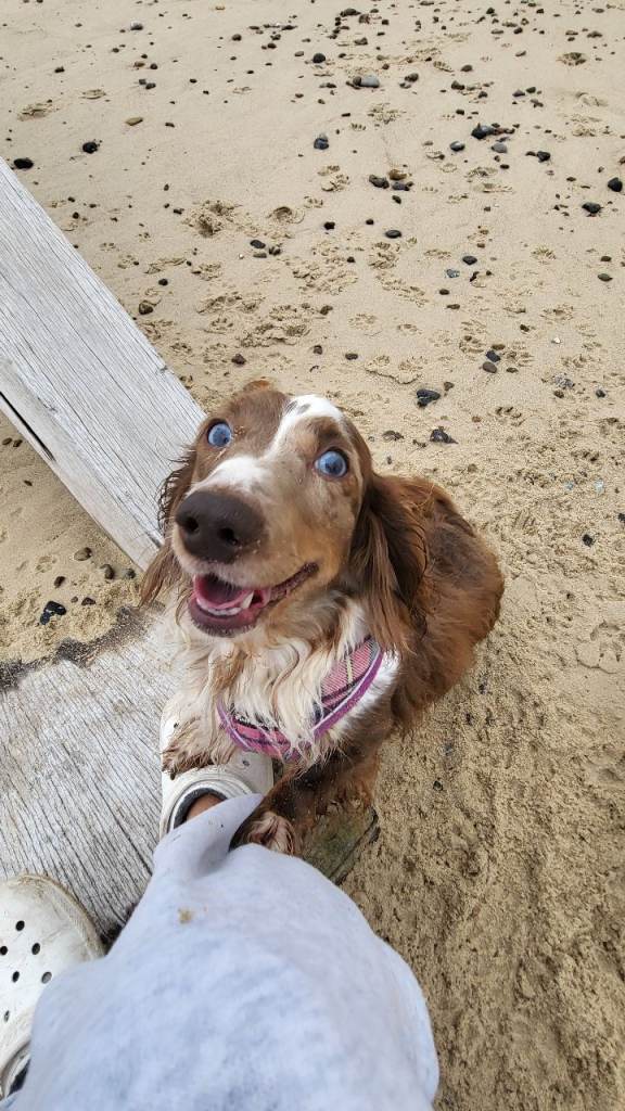 Miniature piedbald long haired Daschund 