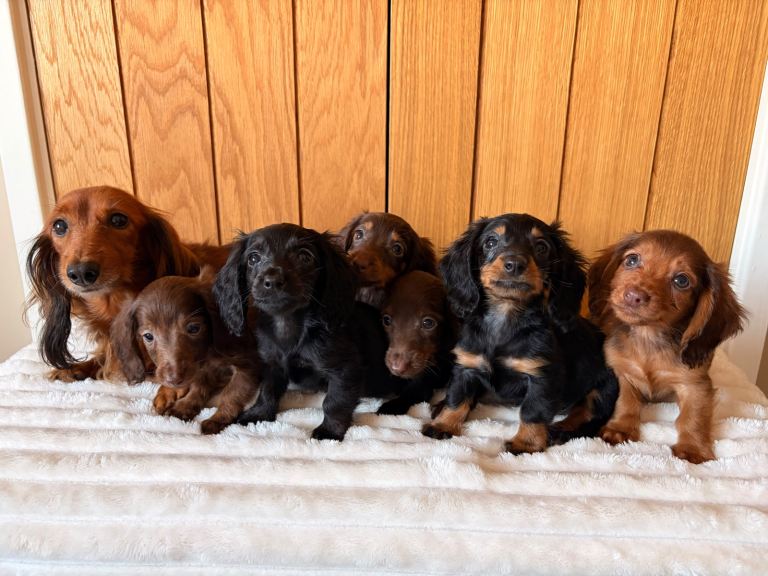 Absolutely Adorable & Healthy Long-Haired Miniature Dachshund Puppies 