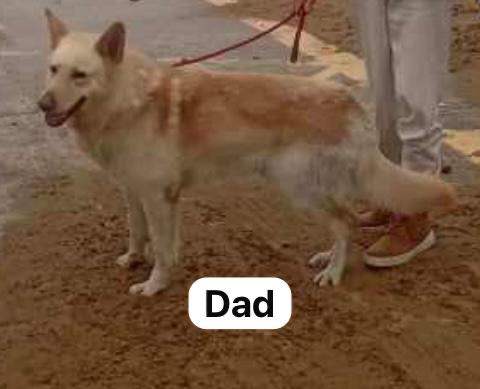 Northern Inuit X apricot German shepherd puppie