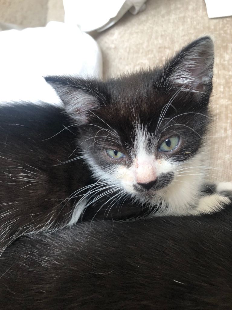 Black and White Kittens For Sale