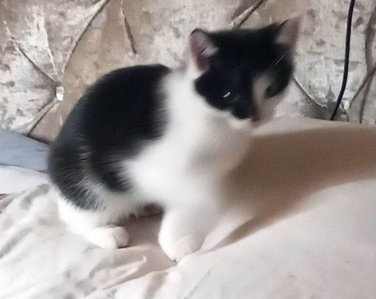 Kittens