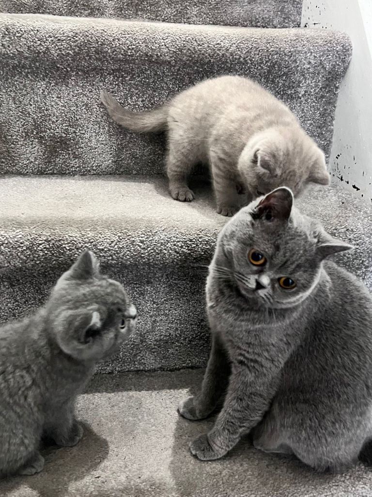 British shorthair kittens 