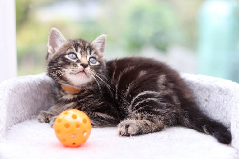 Beautiful Kittens Ready NOW