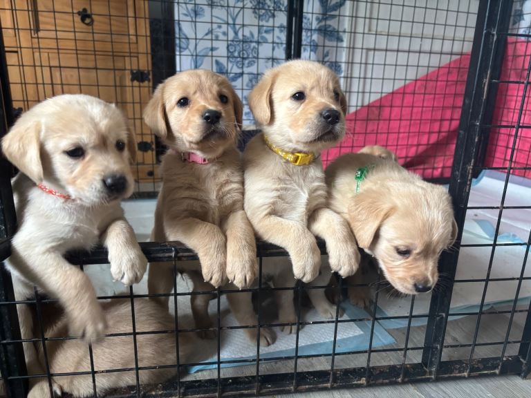 Goldador