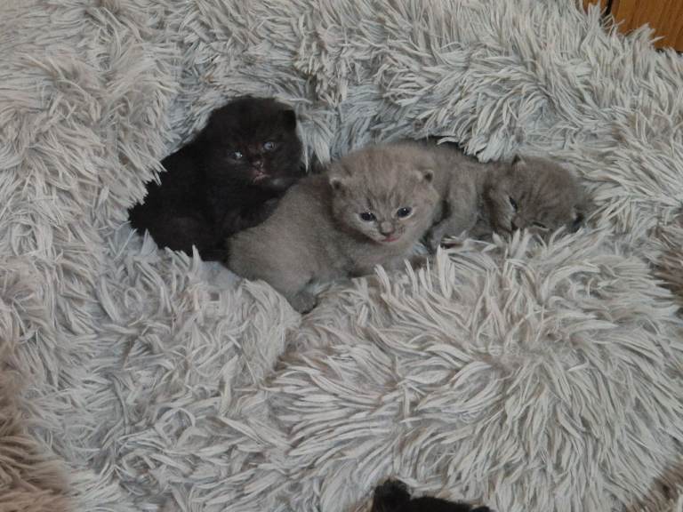 Adorable Blue british black british kittens for sale