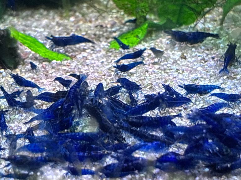 Blue Dream Shrimp 