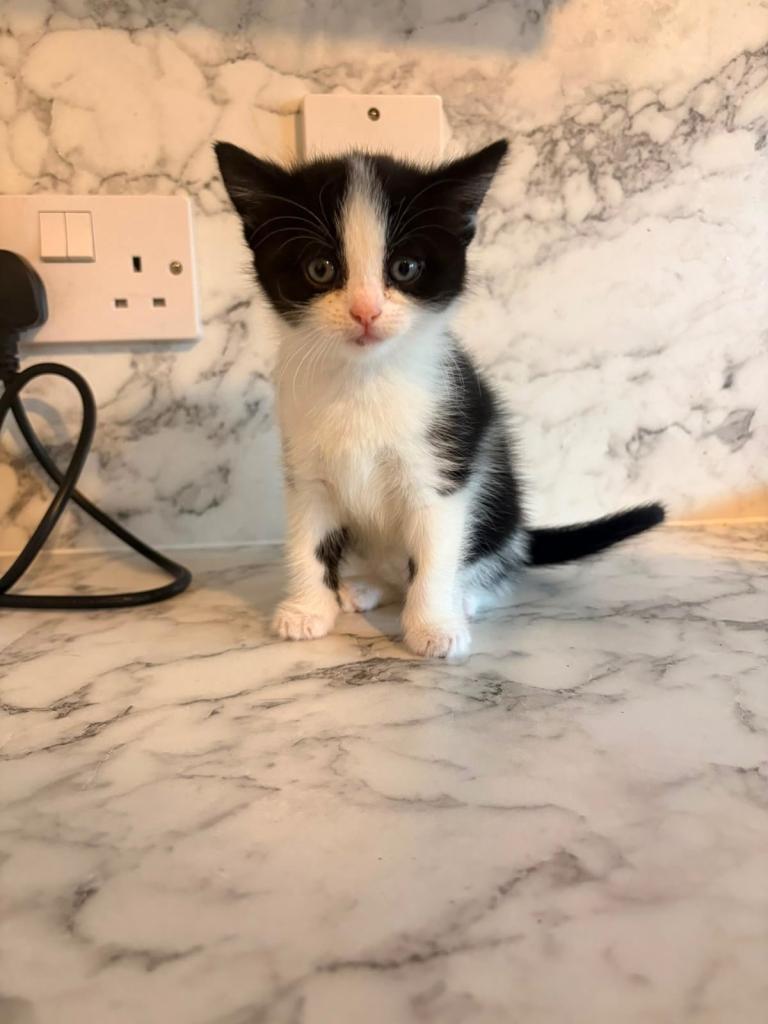 8 week old kitten 