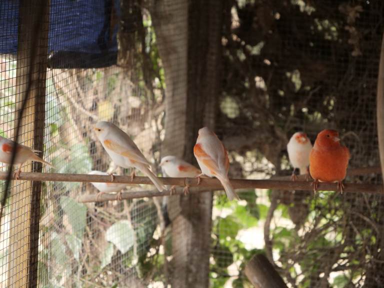 Mosaic Canaries: