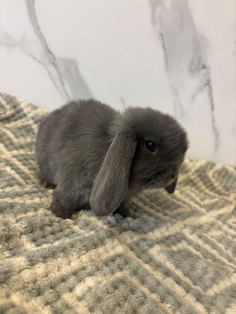 Mini lop rabbits 
