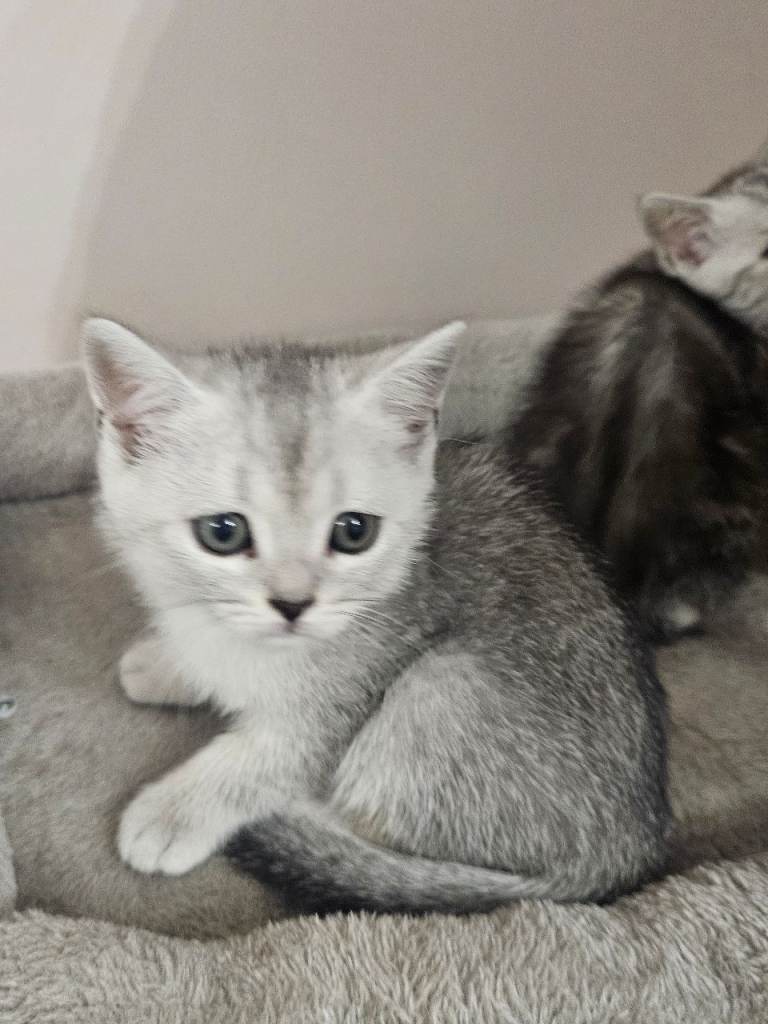 British shothair kittens 