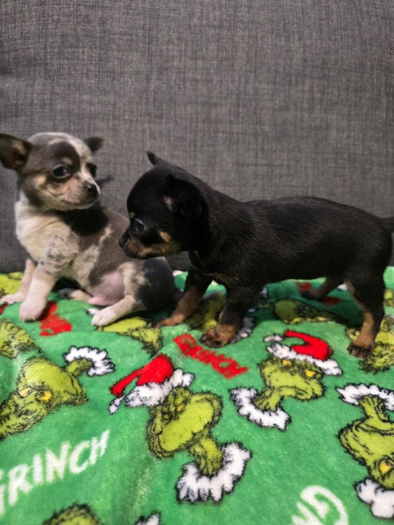 Chihuahua puppies ready now