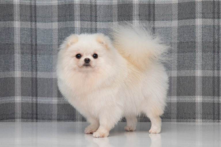 Adult female Pomeranian for sale.