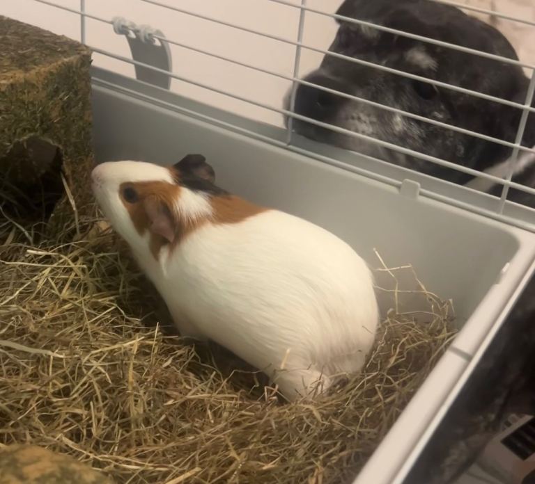 Female guinea pig with cage