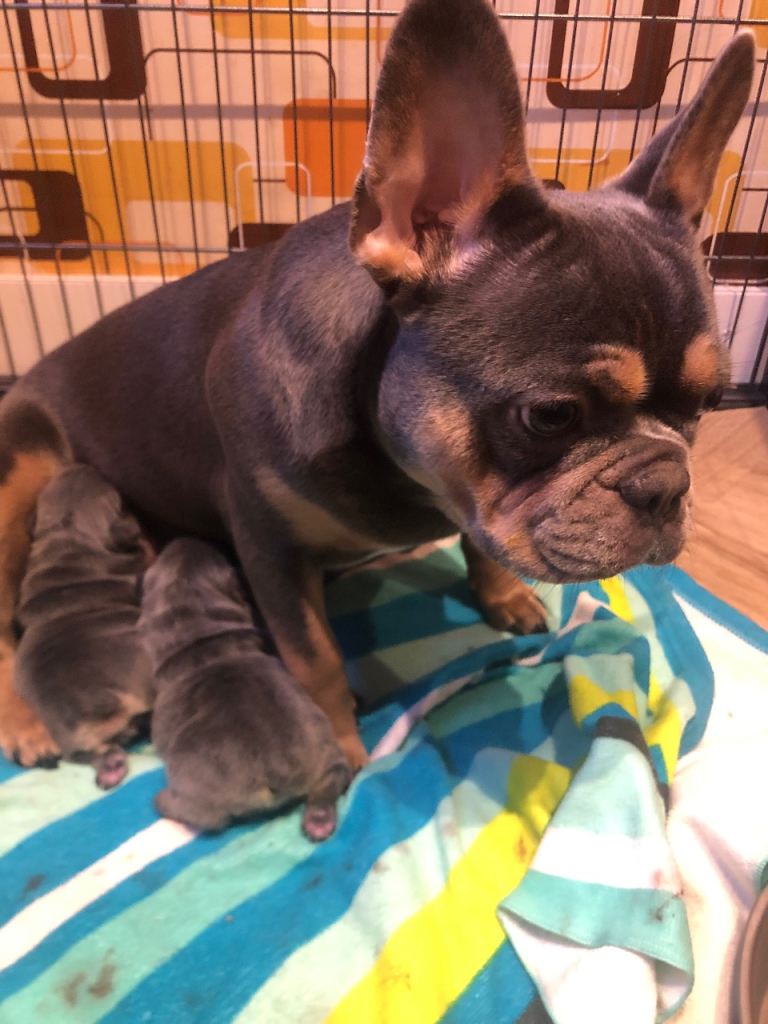 French bulldog puppies for sale