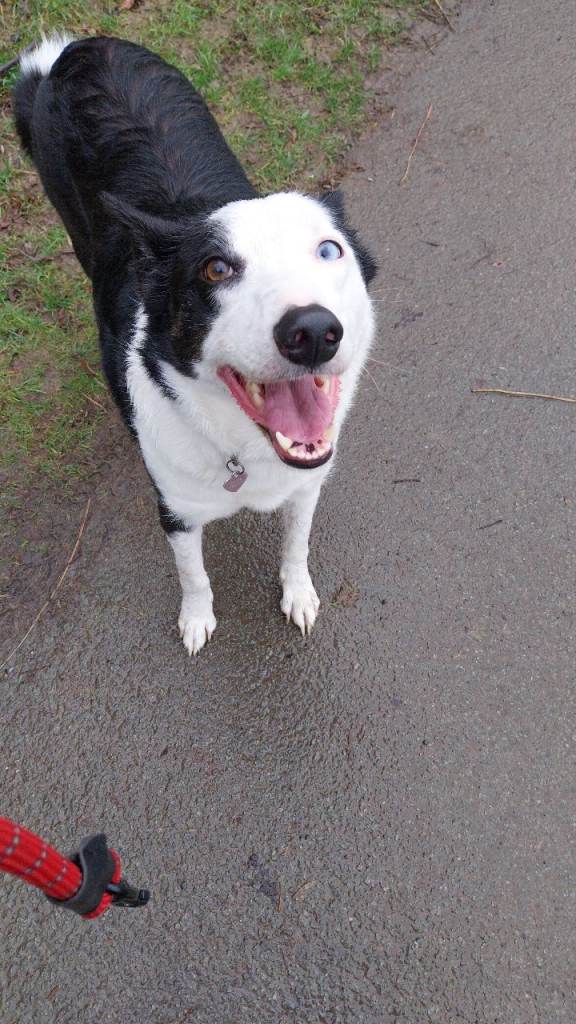 Border Collie 