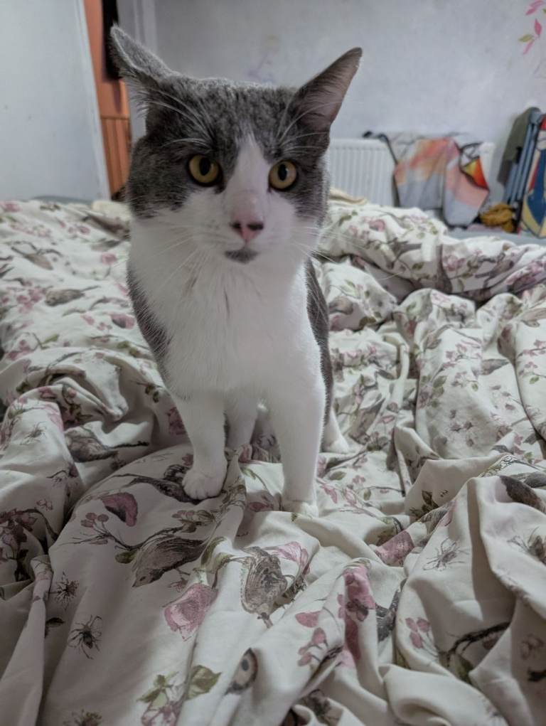 Male cat 