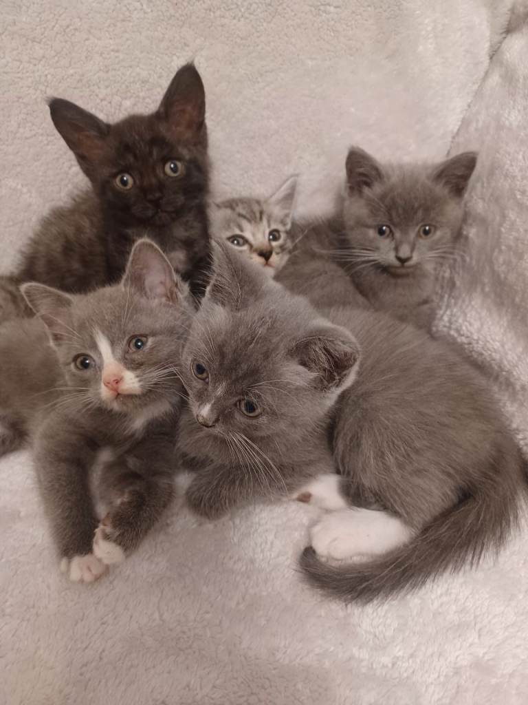 Maincoon mixed British shorthair kittens for sale 