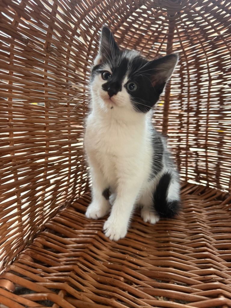 Beautiful Friendly Kittens for sale 