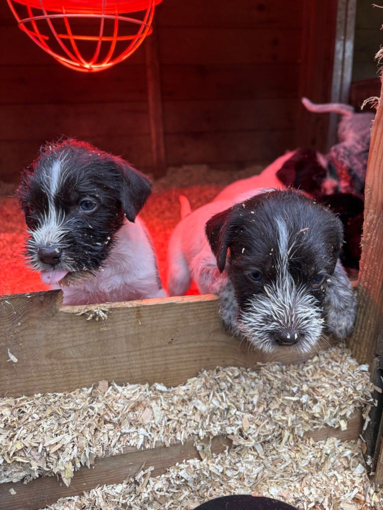 German Wirehaired Pointer pups