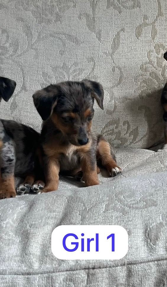 Jack Russells