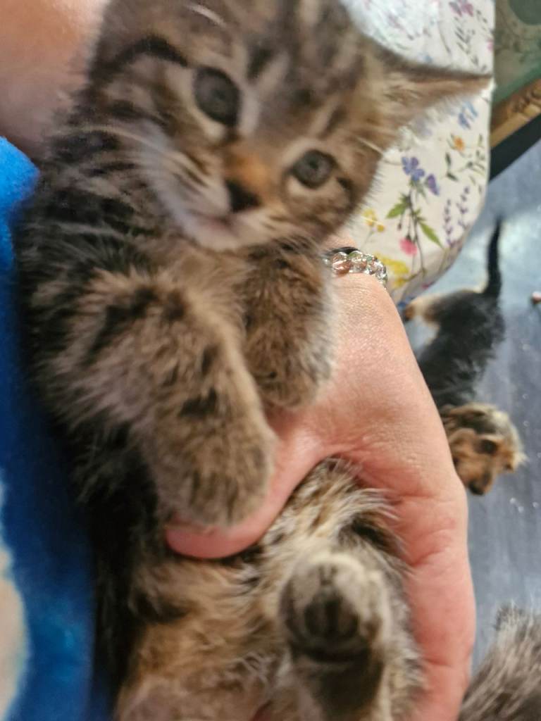 beautiful little girl tabbi kitten left  