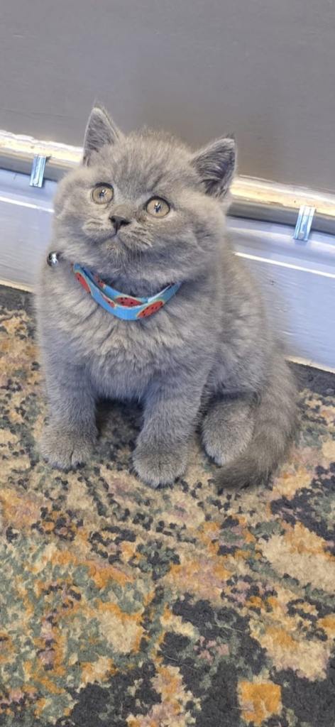 British shorthair kittens 