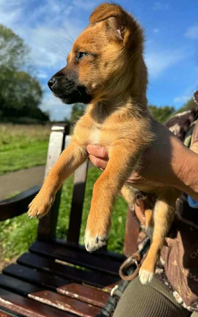 1x male Jackapom designer pup one of a kind 
