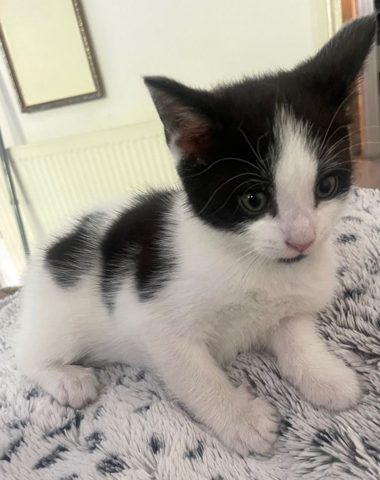 Male Tabby kitten