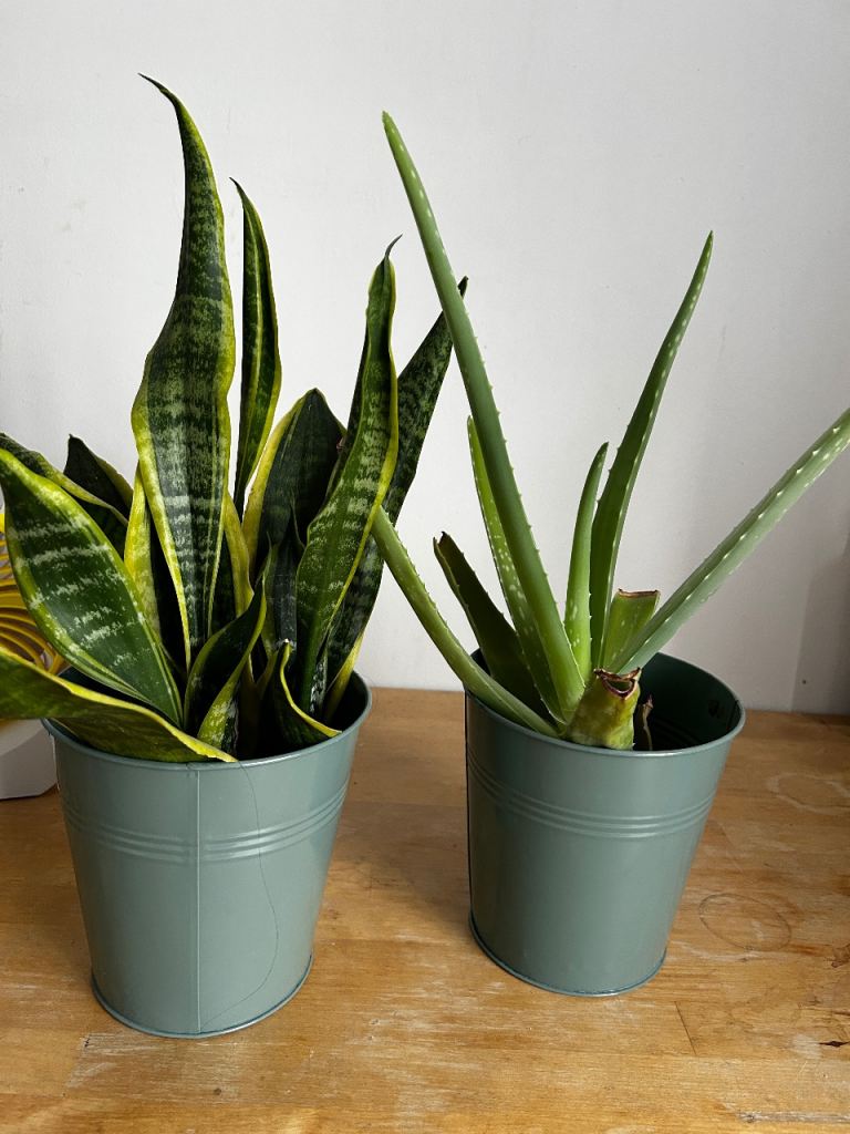 Pair of Houseplants with Metal Pots – Snake Plant & Aloe Vera