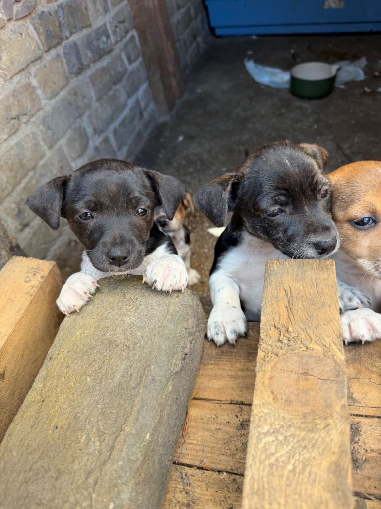 Jack Russell puppies