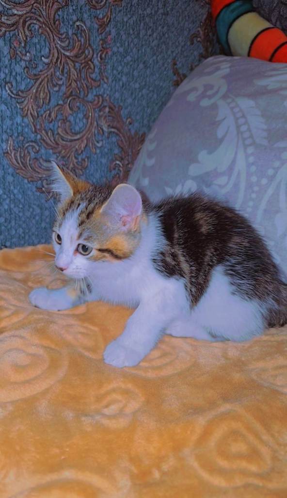 11 weeks lovely male kitten 😻✨️