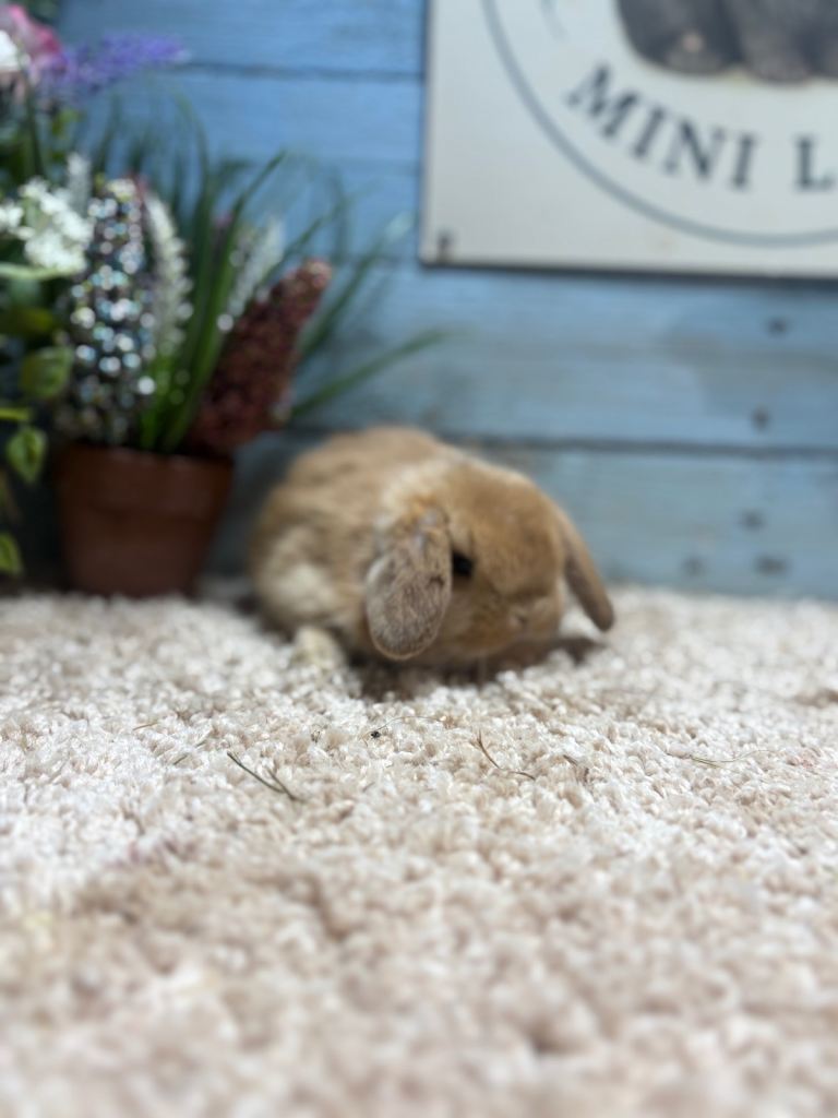 Mini Lop’s 