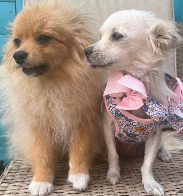 Chihuahua and Pomeranian puppy’s 