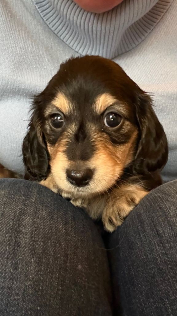 KC Reg Miniature Long Haired Dachshund Puppies 🐾