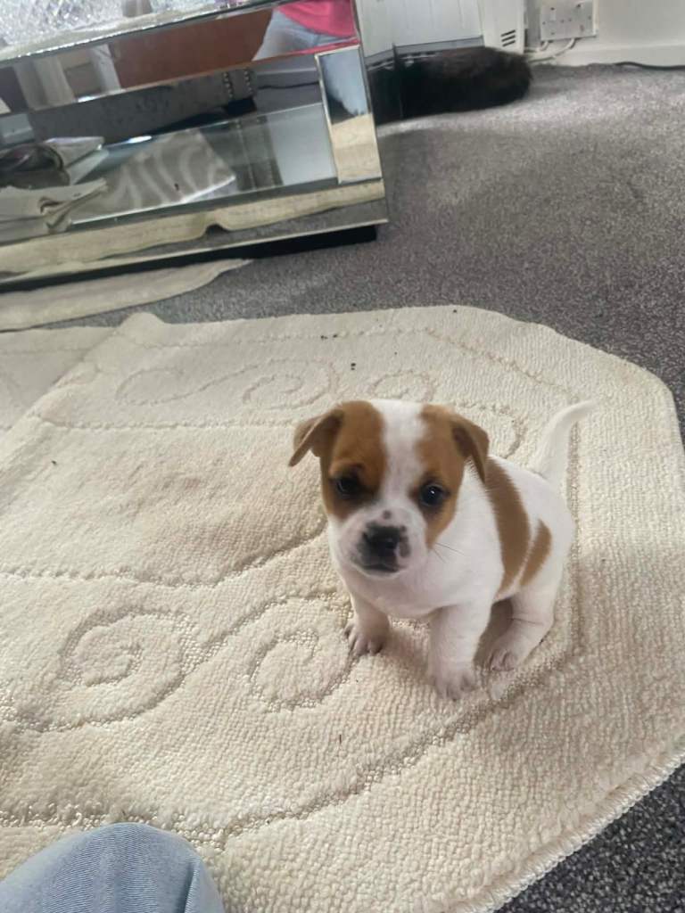 Miniature jack russel x puppies