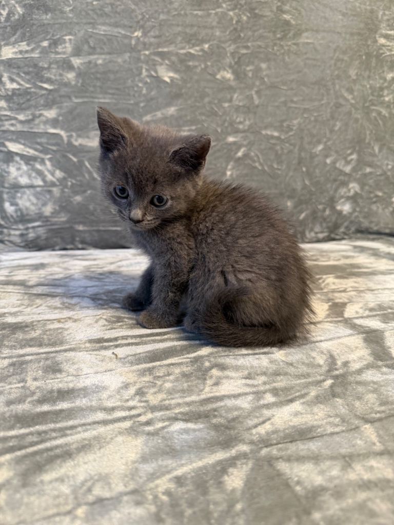 Mixed litter British shorthair kittens 