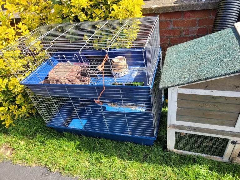 Free to collect guinea pig or rabbit hutches 