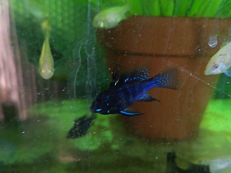 German ram cichlids -lemon blue eye plecos