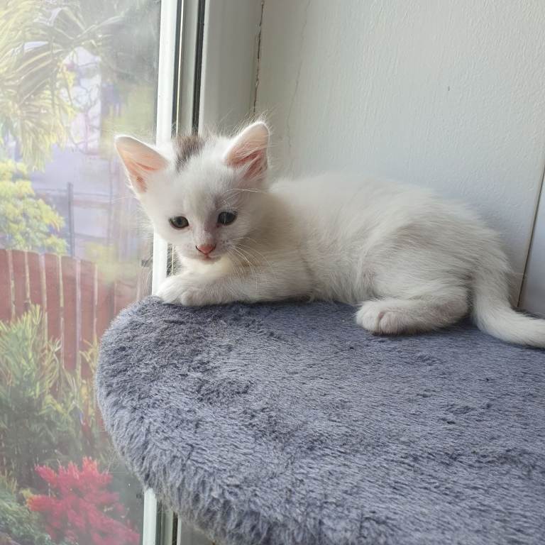 Turkish angora kittens white
