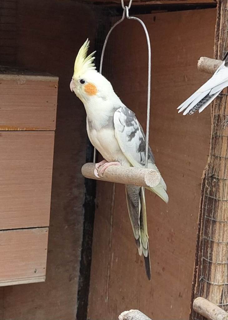 Cockatiel babies ready for new homes