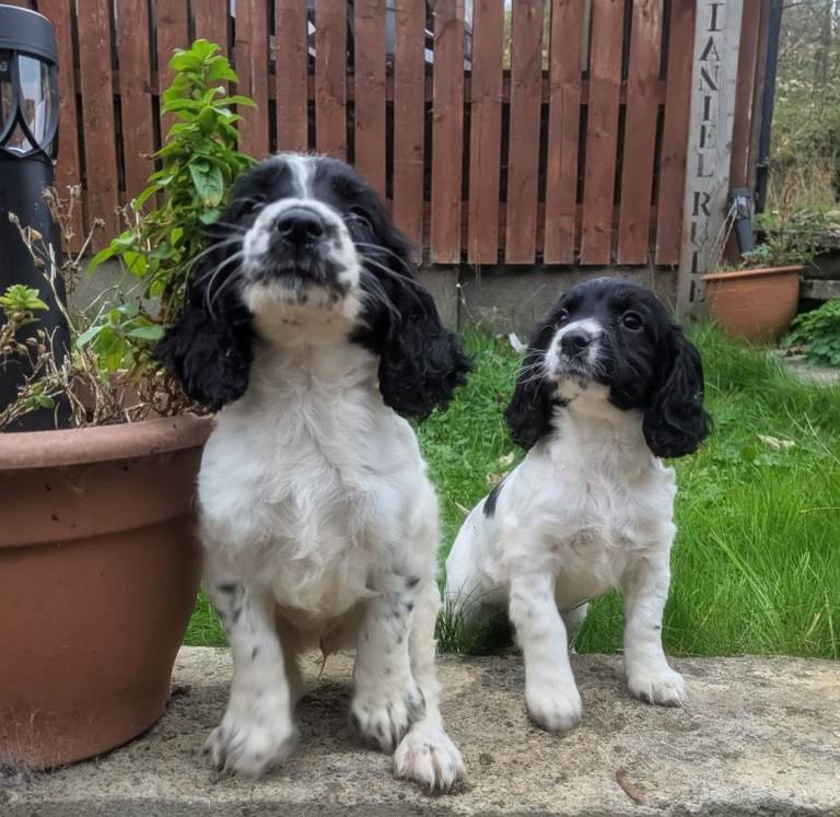 Cocker Spaniel pups