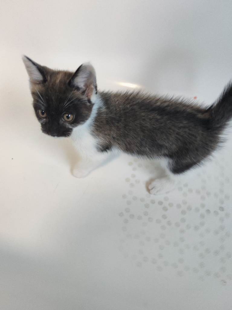 Female kitten available 